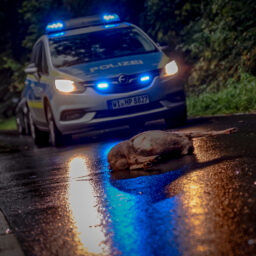 In den Monaten April und Mai ist die Gefahr, in einen Wildunfall verwickelt zu werden, besonders hoch. Foto: Thorsten Mohr/Polizei Mittelhessen